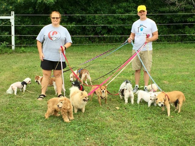 Az idős kutyák imádják a sétákat