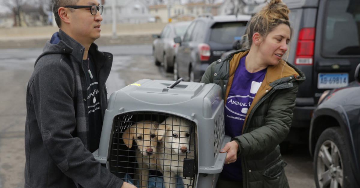 Korra, nemre, fajtára és méretre sincsenek tekintettel a kutyahús farmokon