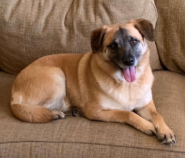 Hónapokig tartott, mire a kutya otthon érezte magát