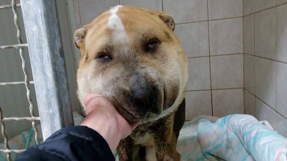 Fülöp rendkívül hálás, szeretetéhes kutyus