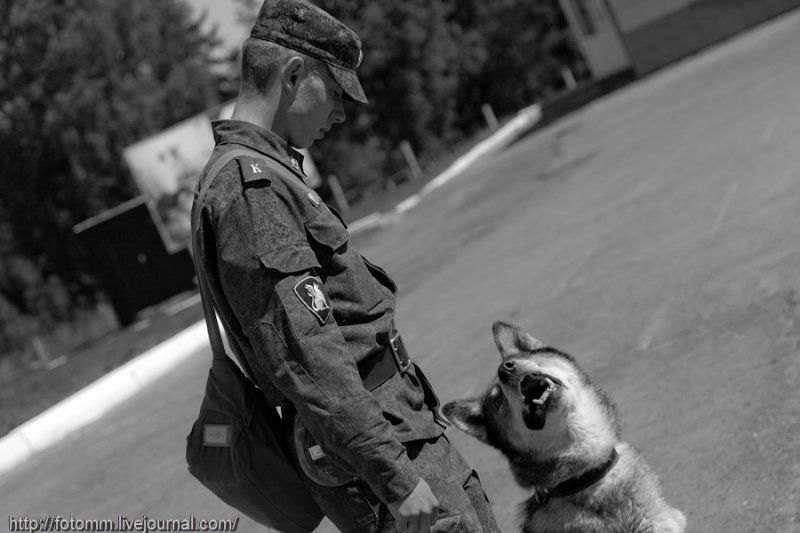 Hűségesek, akár a kutyák