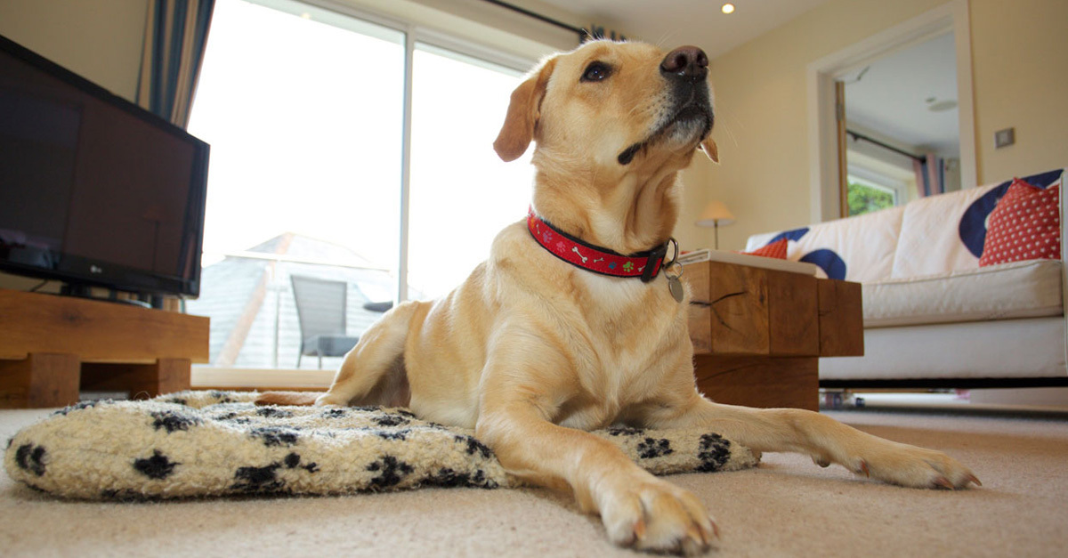 Európában egyre gyakoribbak a kutyabarát szállások