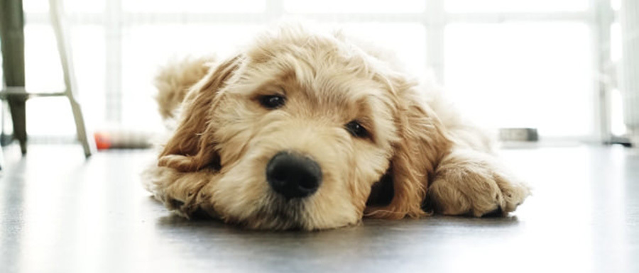 Támogass egy menhelyet az UBER segítségével!