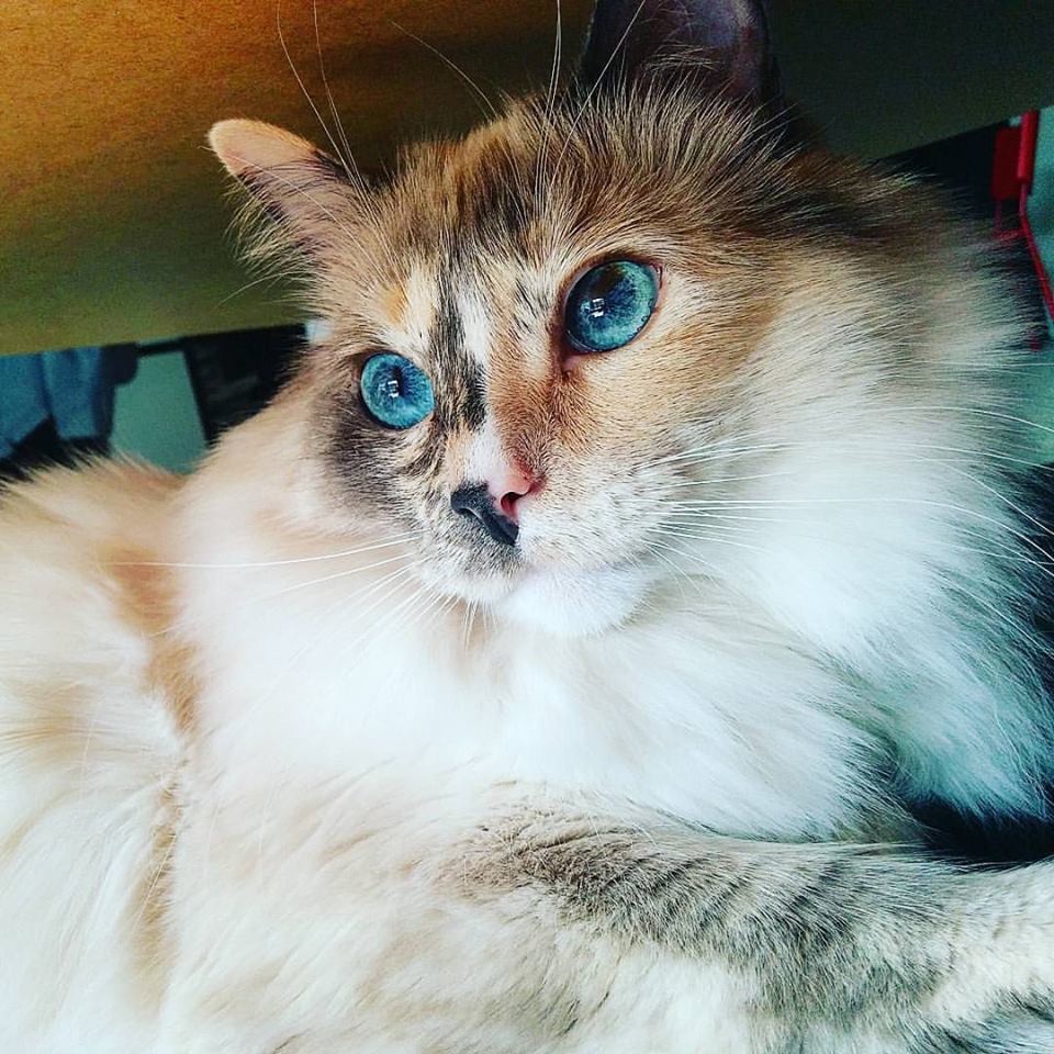 A macskásoknak gyakrabban egyedülállók