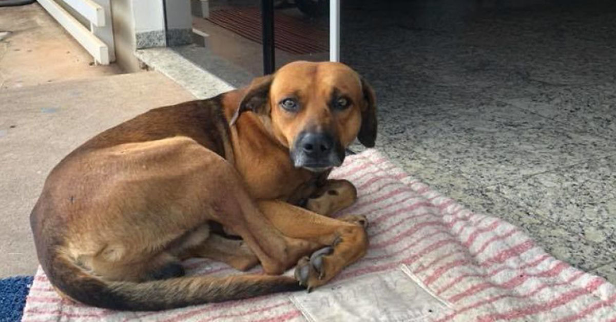 A kórház bejáratánál várja halott gazdáját a kutya