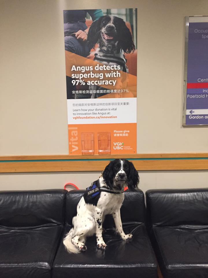 Közel 100 százalékos pontossággal dolgozik a kutya