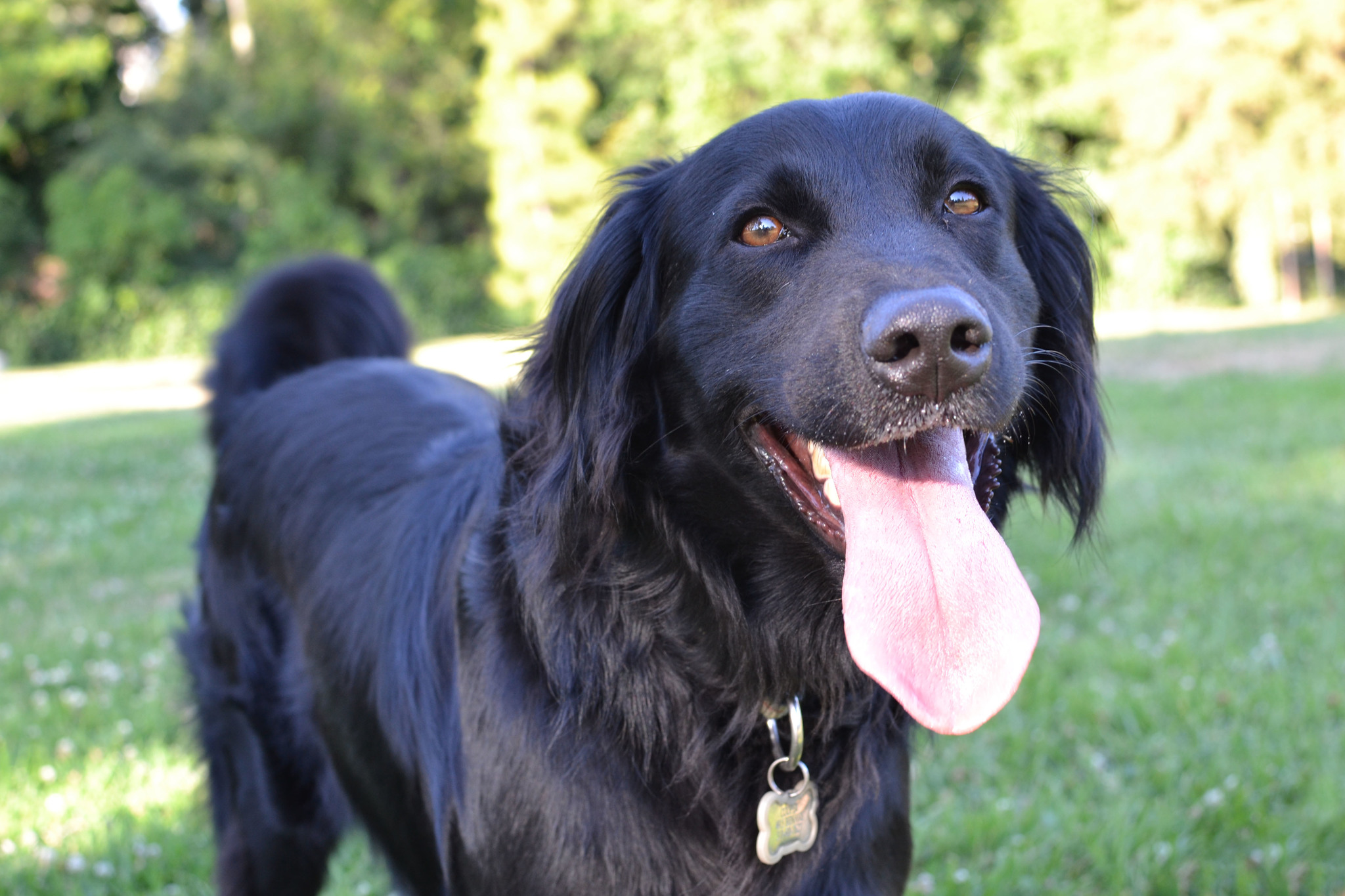 A fekete kutyák is sok vidámságot hozhatnak életünkbe