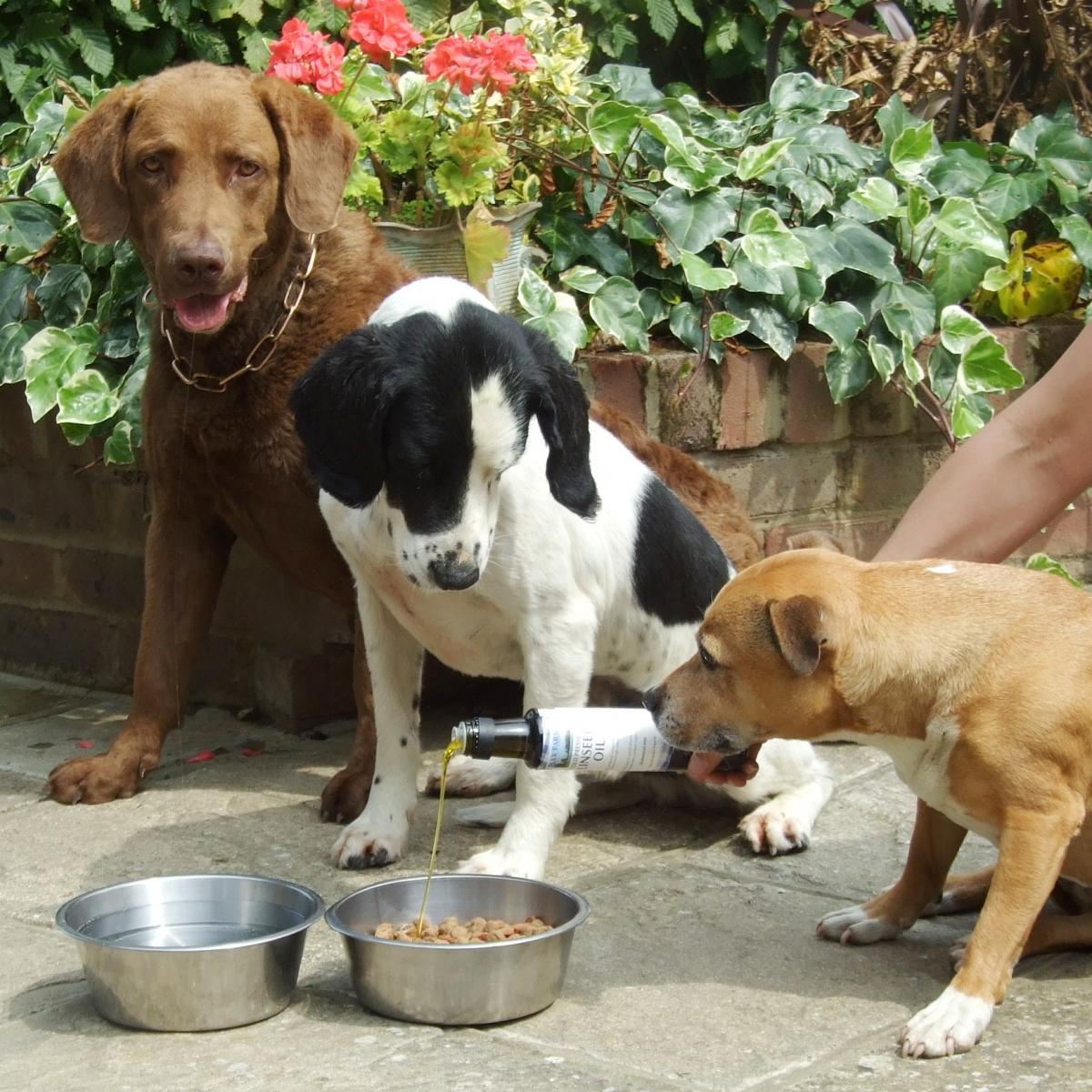 Olajozottan működjön a szervezet