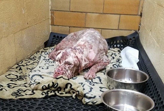 Stinger, a pitbull keverék több, mint ezer méhcsípést szenvedett el