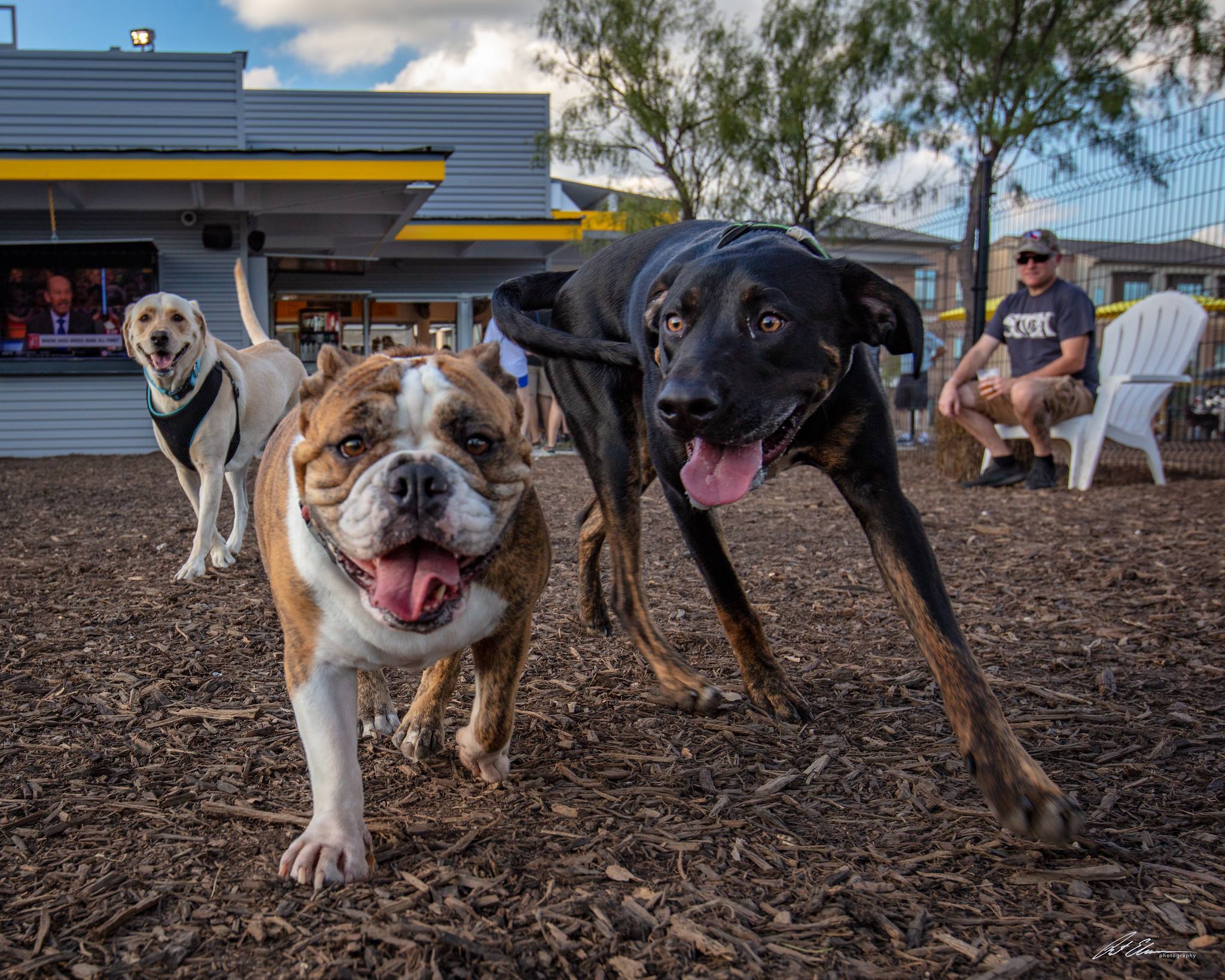 A kutyabarát étterem saját kutyafuttató parkkal is rendelkezik
