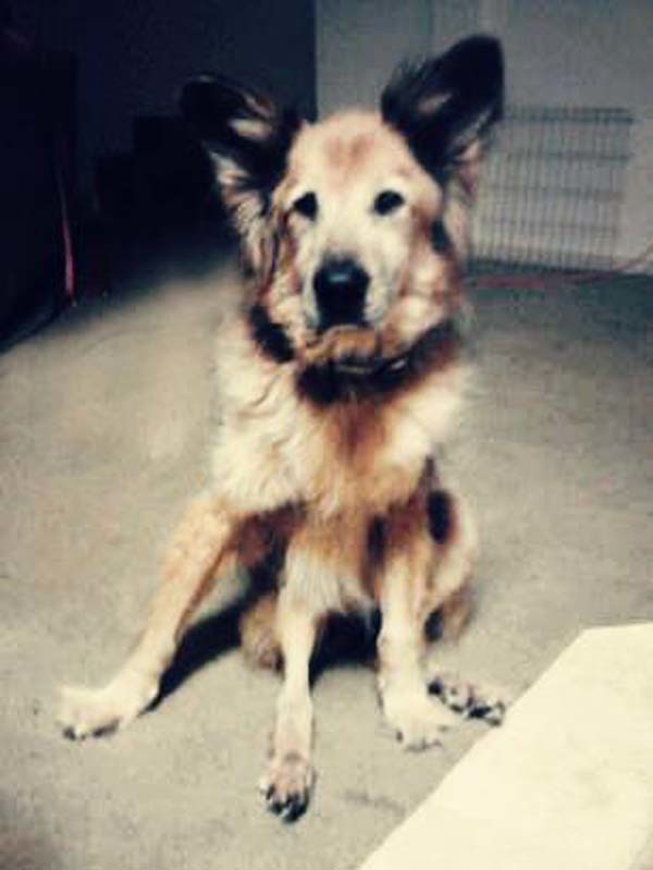 Az öreg keverék új néven és új élettel