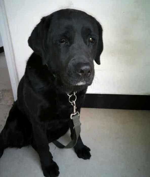 Az ellopott fekete labrador, aki vakvezetőként segíti gazdája mindennapjait