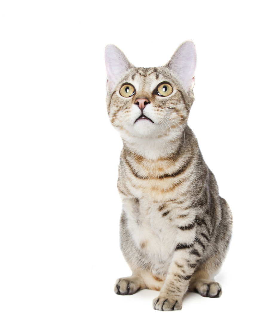 Rupert, a három lábú mentett cica