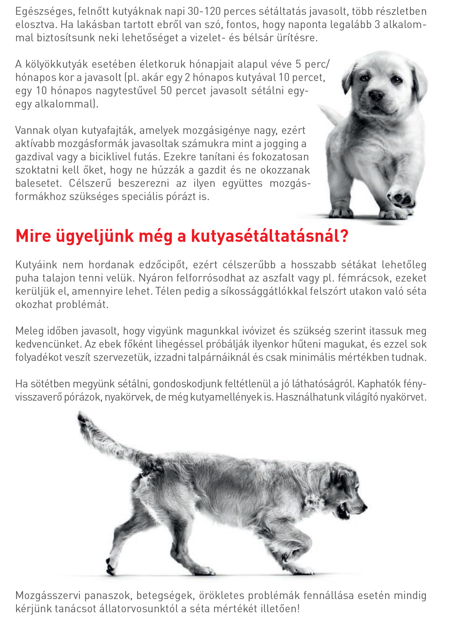 Kutyasétáltatási Ajánlások 2