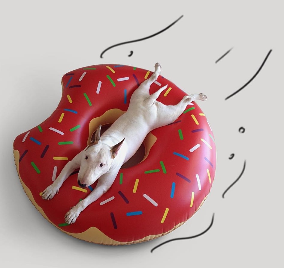 Jimmy, a bullterrier a strandon is jól érzi magát