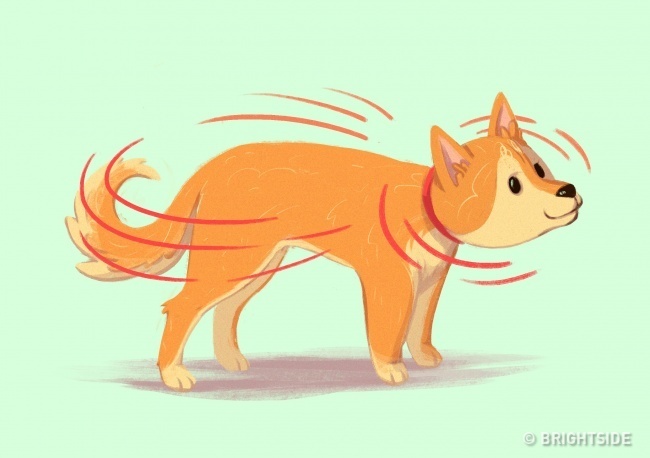 A kutya teljes testében reszket, remeg