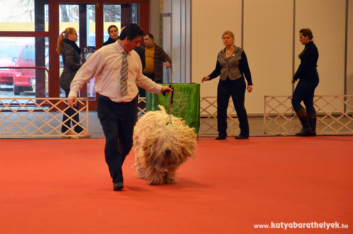 A tekintélyt parancsoló komondor