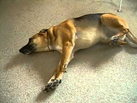 Kutyaepilepszia - eszméletvesztéssel járó roham