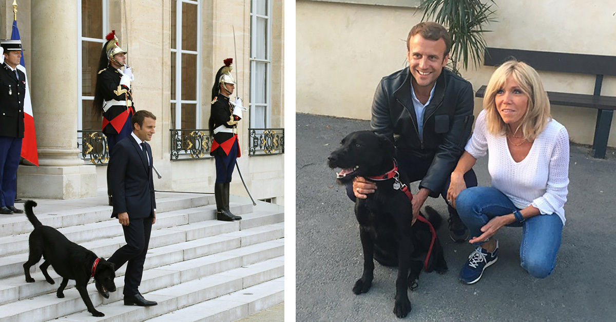 Labrador keverék lett Franciaország első kutyája Labrador keverék lett Franciaország első kutyája