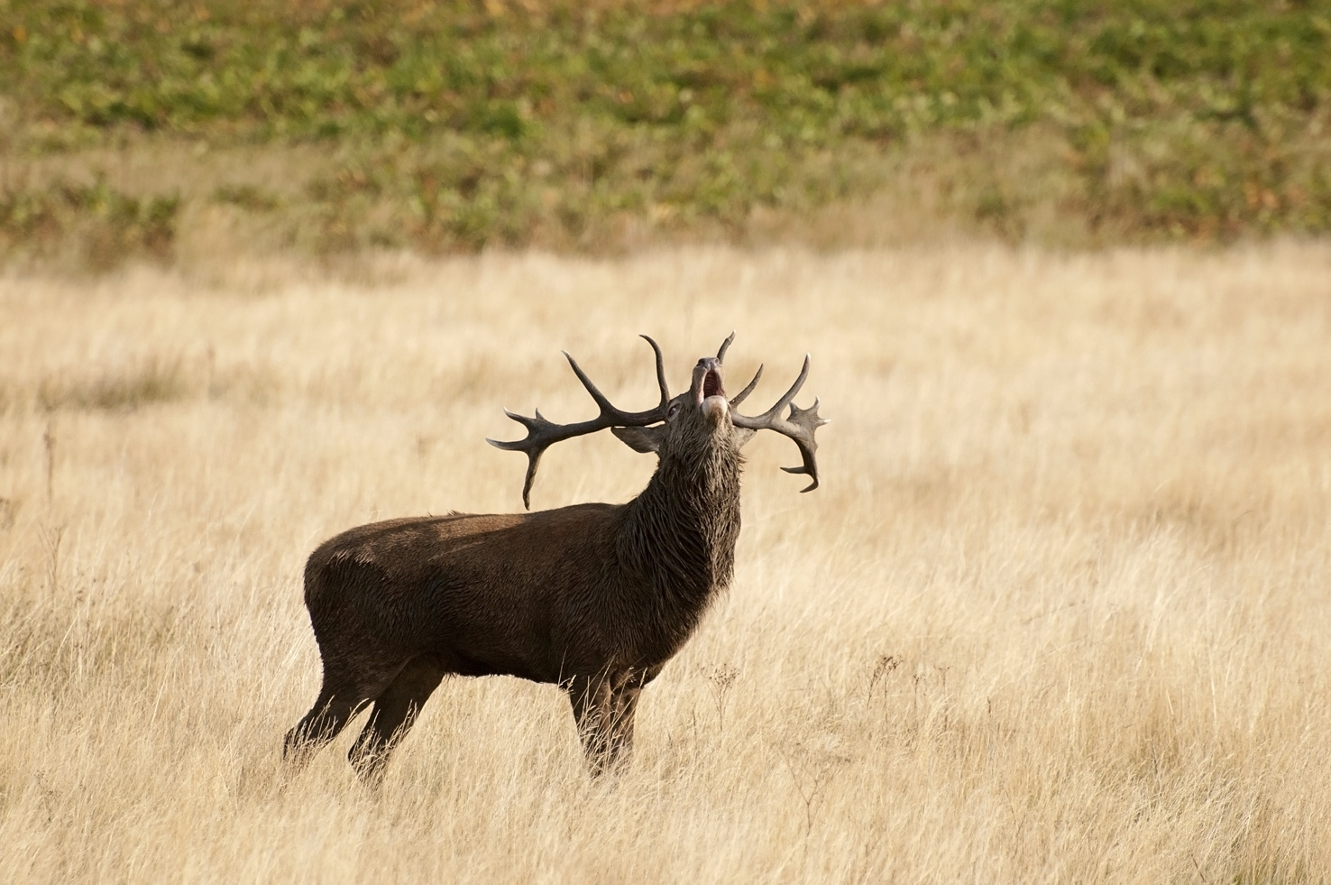 Erdőlátogatási tilalom a szarvasbőgés idején - ilyenkor ne kiránduljunk kutyánkkal ezeken a területeken!