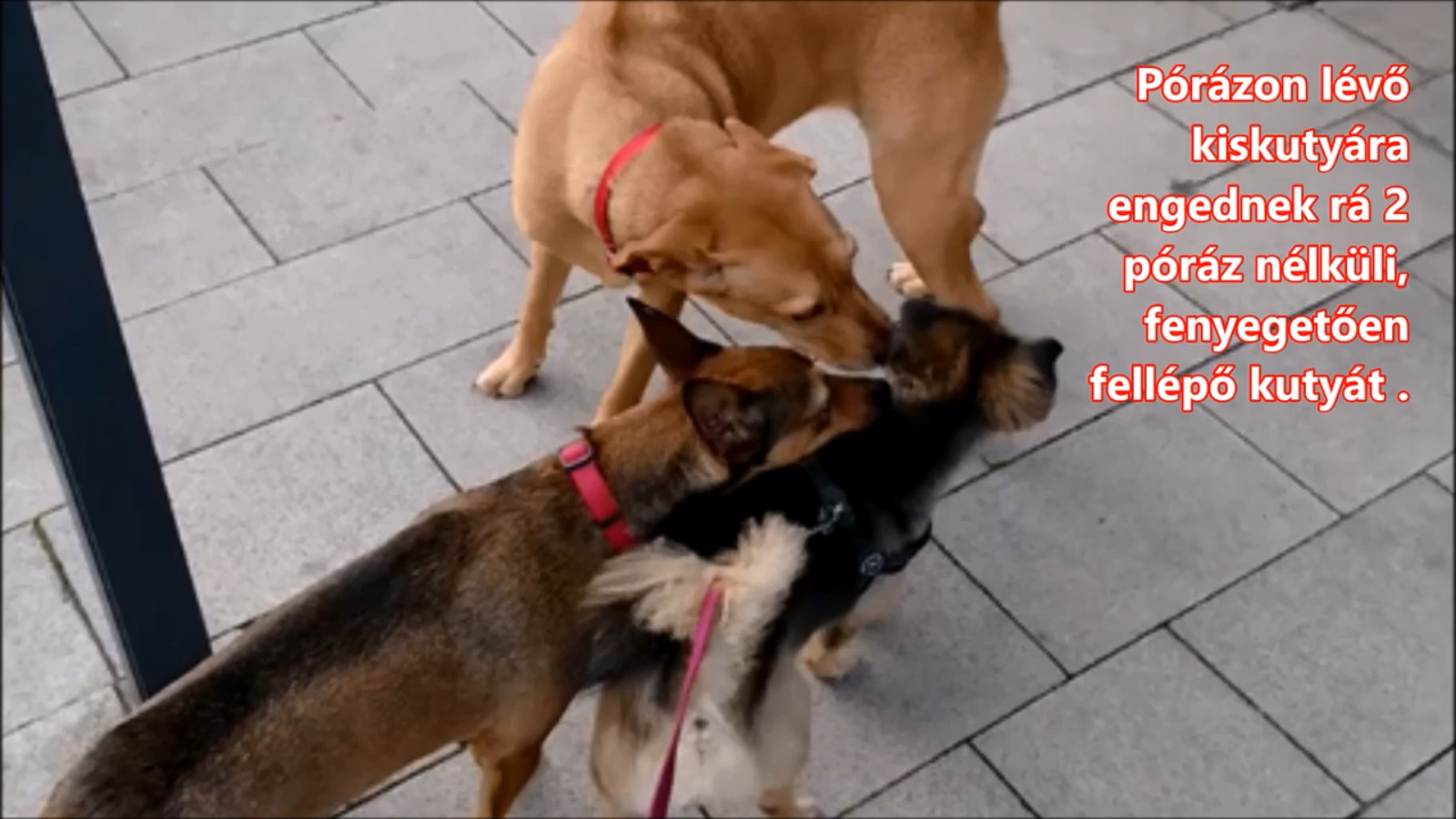 A túlerőben lévő két kutya közrefogja a kicsit. Borzolnak, testük befeszül, fejüket a kicsi teste fölé helyezik. A gazdának ilyenkor vissza kéne hívnia a kutyáit. 