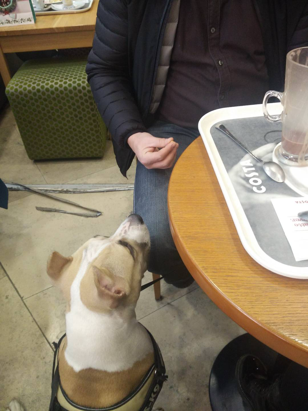 Az ÁlmosFelhő élőtréningjén épp egy pláza kávézójában gyakorolja a gazdi staffordshire kutyusával az élelemmegtagadást.