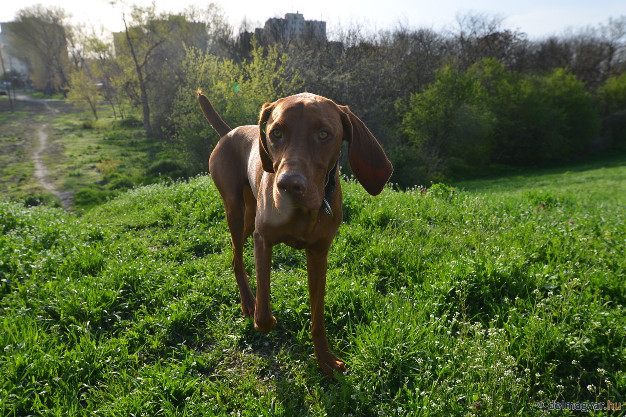 Báró, a vizsla személykeresést is tanult a kutyaiskolában 