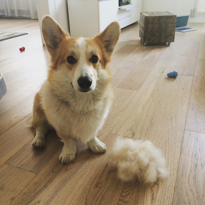 Kutyaszőr a lakásban - Walter, a corgi új barátja