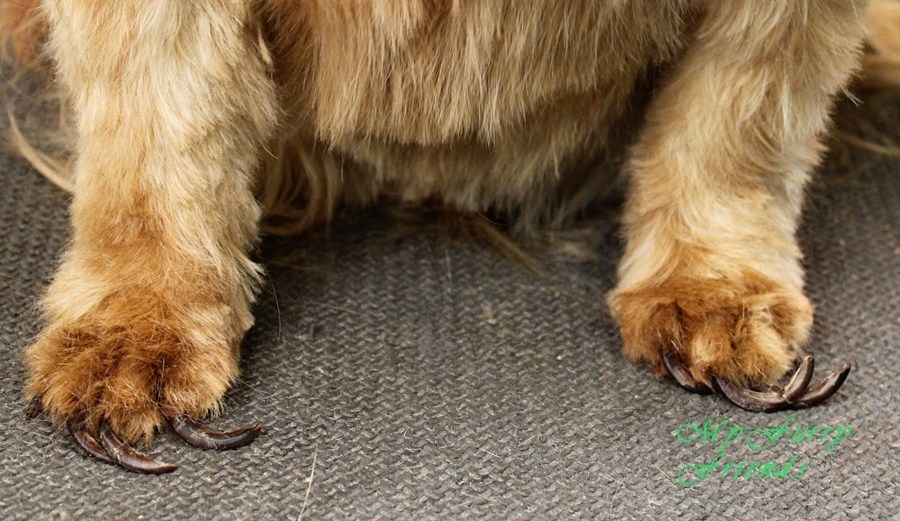 Elhanyagolt karmok a kutya lábán - fájdalmassá teszik a járást
