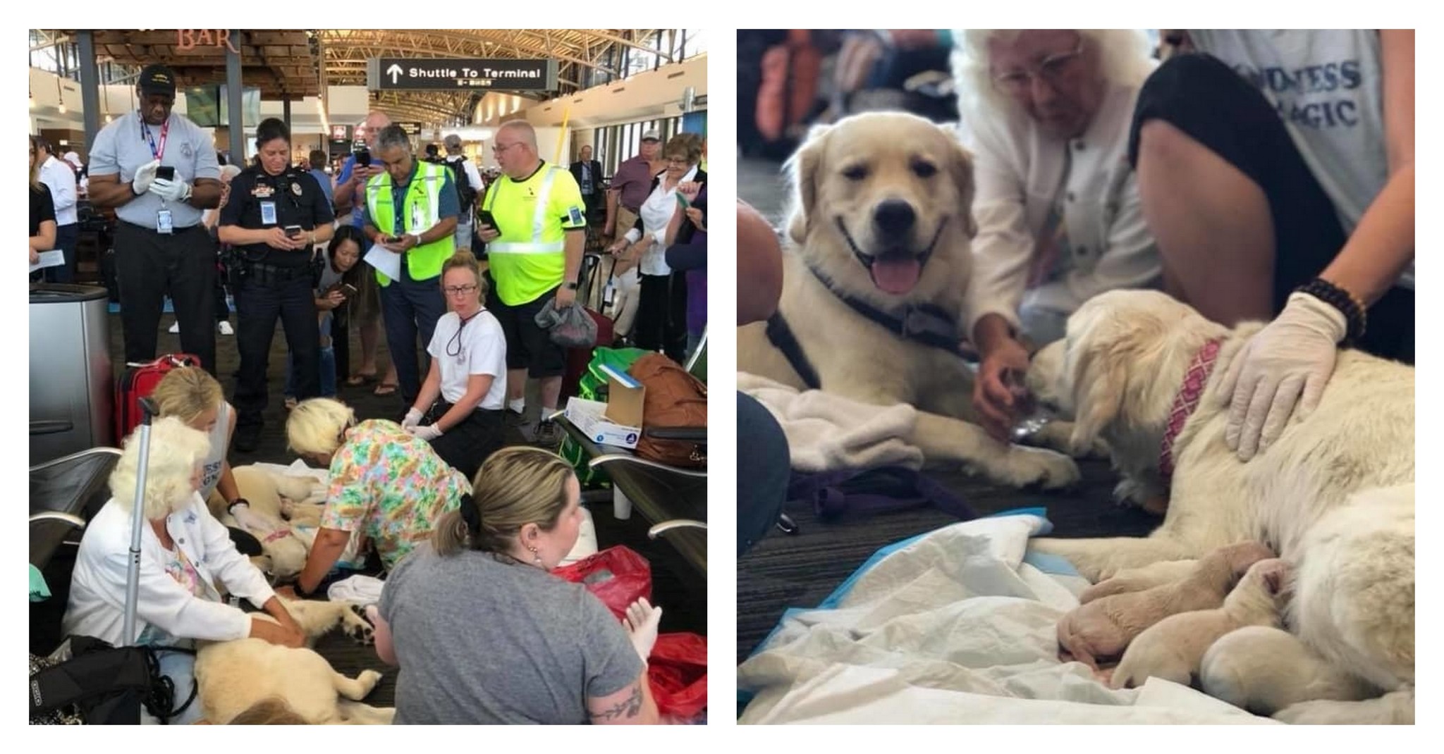 Rögtönzött szülőszobává alakult a reptér a kutyus miatt