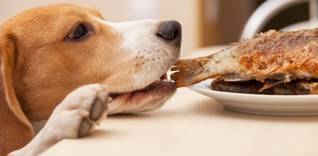 Megtaláltam. Nem ez az?