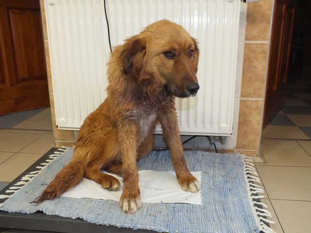 Késsel szúrta meg a kutyát a férfi