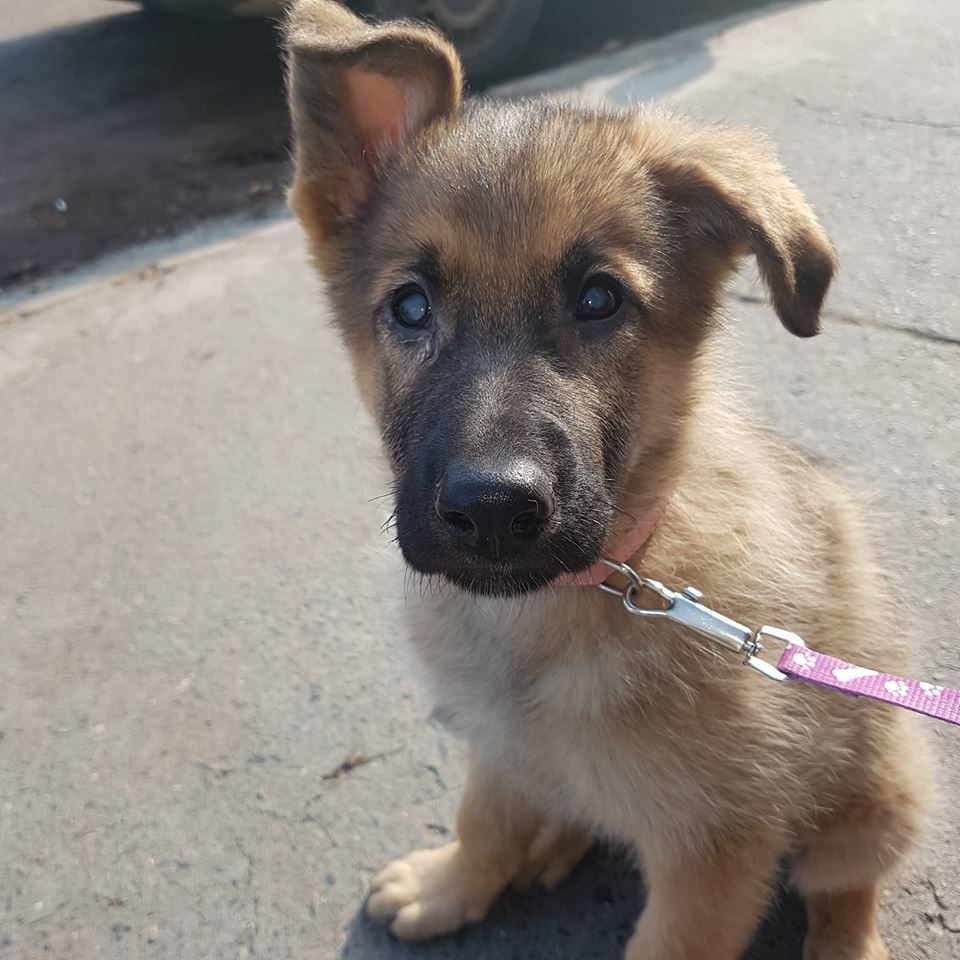 Vilmácska egyébként így is igazi rosszcsont kölyök