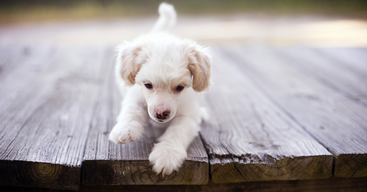 Kicsi és cuki- de mindig ilyen lesz?