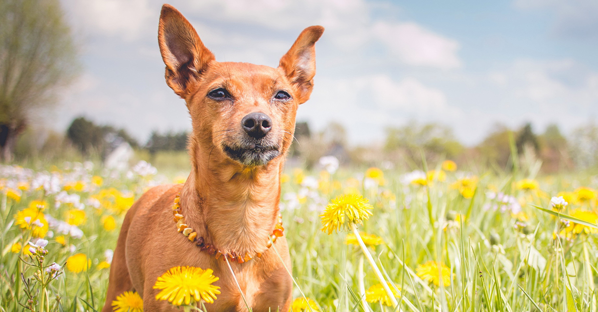 Nem csak kint az erdőn, mezőn szedhet össze kullancsot a kutya, hanem a városban is