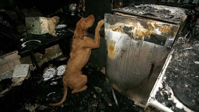 Kivételesen jó képességeivel nagy segítséget jelentett a tűzoltóknak