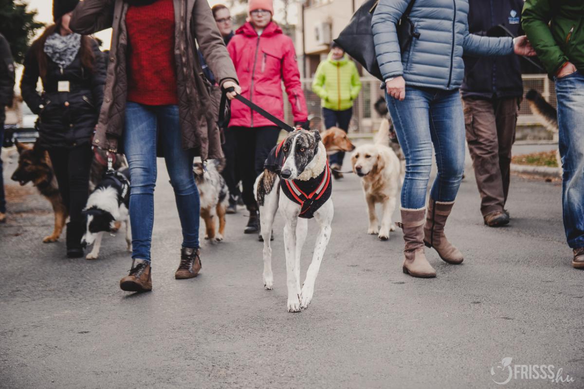Mindenki jól érezte magát a közös kutyasétáltatáson