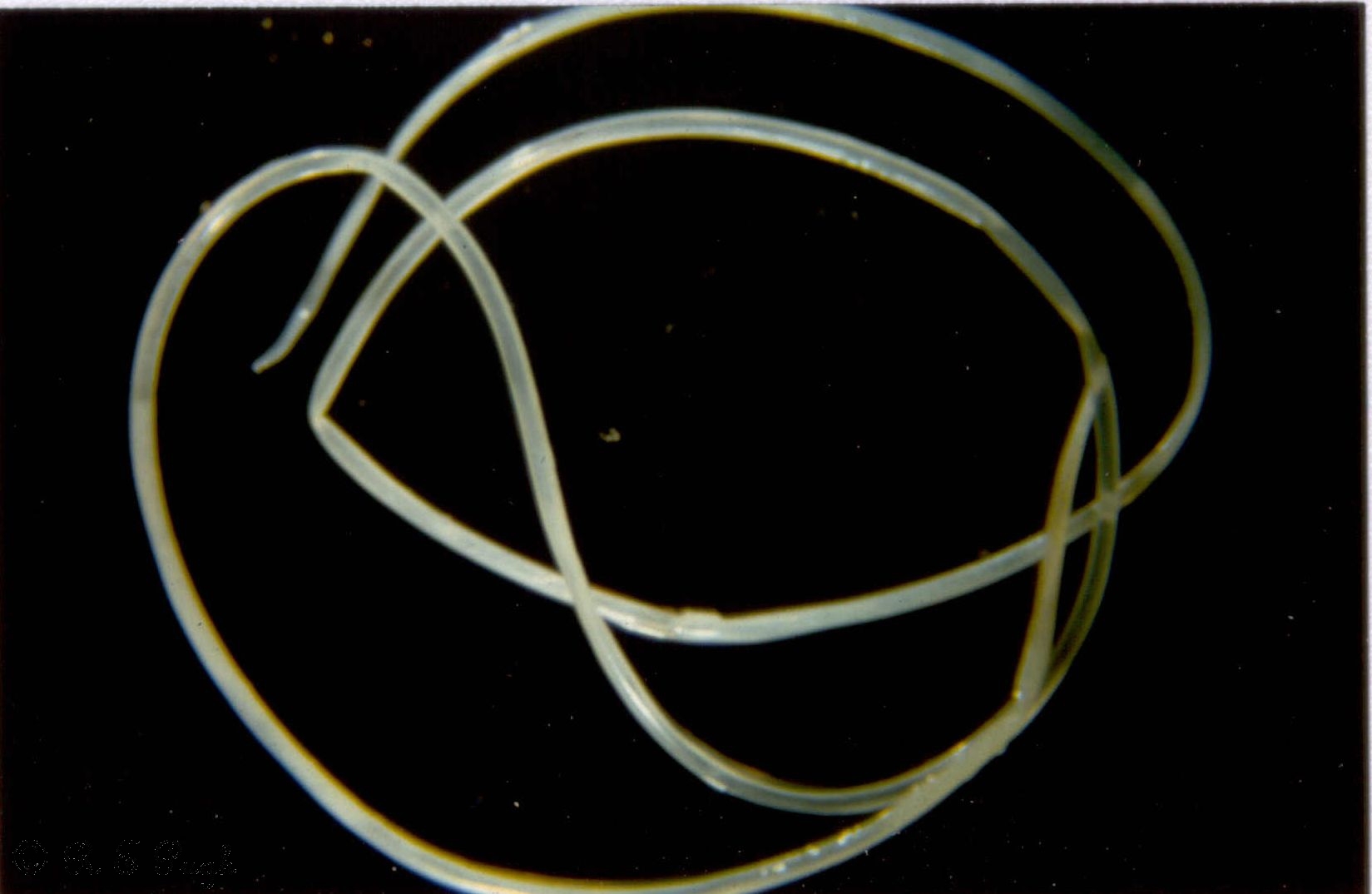 A kifejlett szívféreg