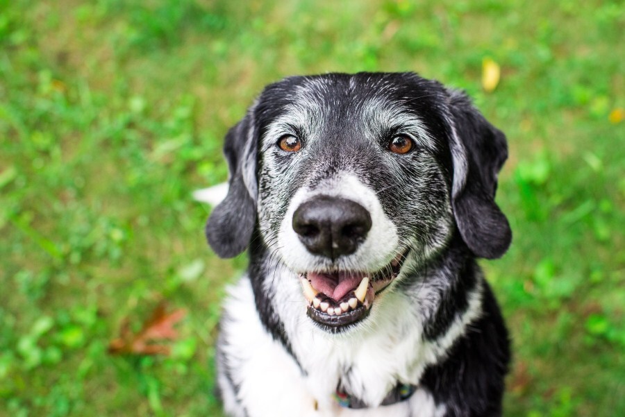 Mintha mosolyogna ez az idős kutya