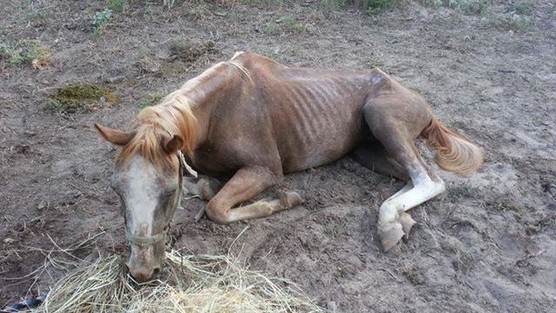 Nem válogatnak: nem csak kutyák, macskák, de lovak, szarvasmarhák és más állatok is nagy számban esnek áldozatul az állatkínzóknak