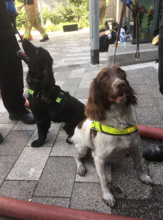 Könnyűek, fürgék és a szaglásuk lekörözi a legmodernebb technológiát is