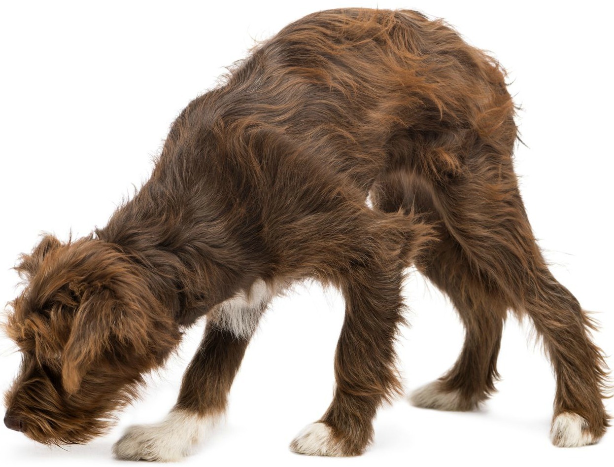 A legtöbb kutya a szaglására hagyatkozik