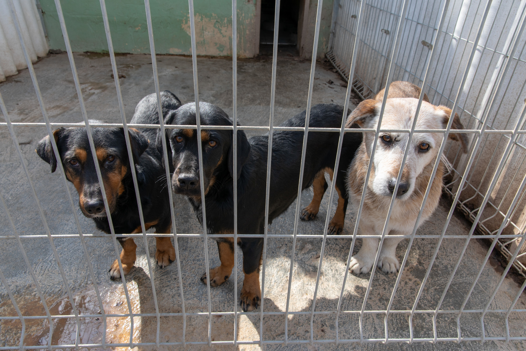 Rengeteg az örökbefogadásra váró kutya hazánkban