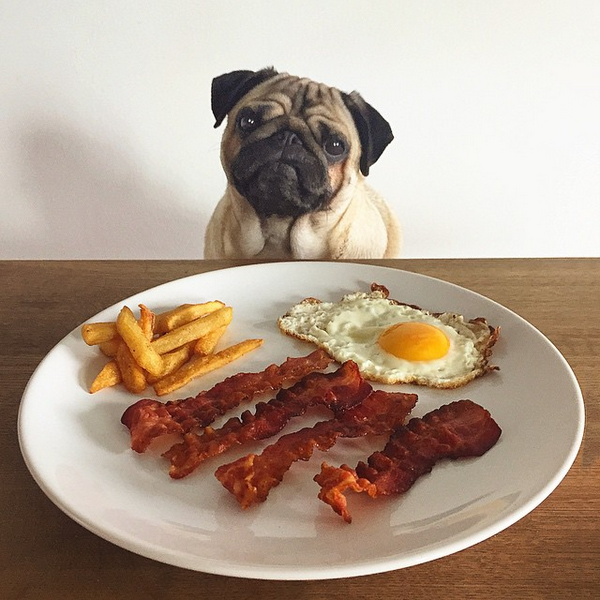 A zsíros, fűszeres ételek is refluxot okozhatnak kutyáknál