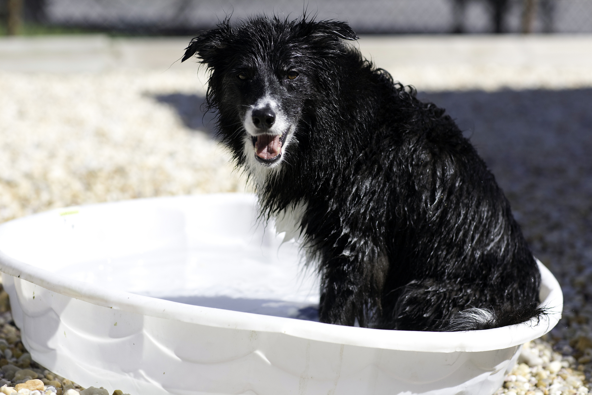 A felhevüléssel is vigyázni kell! Hűtsd a kutyád a melegben!
