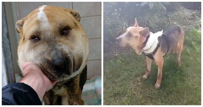 Fülöp, az Emberség, a Szeretet és Összefogás jelképe