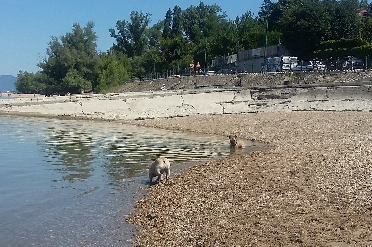 Dunakeszire a bulldogosok is szívesen mennek
