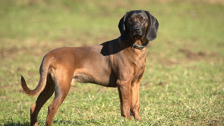 Bajor hegyi véreb - képünk illusztráció