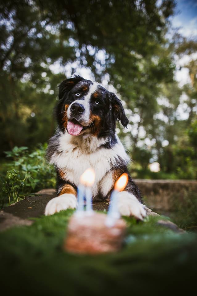 Nem maradhat el a kutyánk szülinapja sem, igaz?