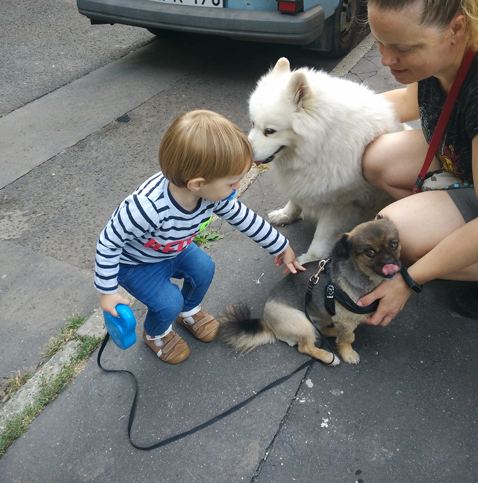 Reális a gyereket megtanítani: ne húzza a kutya farkát meg a szőrét, ne üsse az állatot, ne kiabáljon vele. Reális a kutyát megtanítani: a kicsi közelében nyugodtan, szelíden viselkedjen. Irreális elvárni, hogy a kutya mindent szó nélkül tűrjön a gyerektő